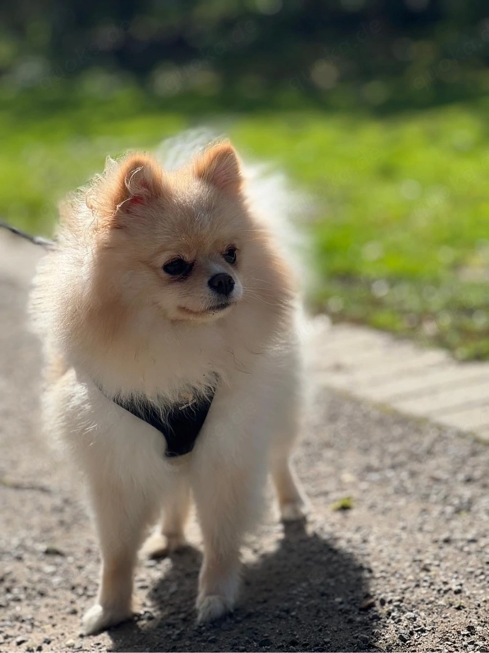 Pomeranian Zwergspitz (Hündin, 11 Monate) geimpft, gechippt, mit Impfpass
