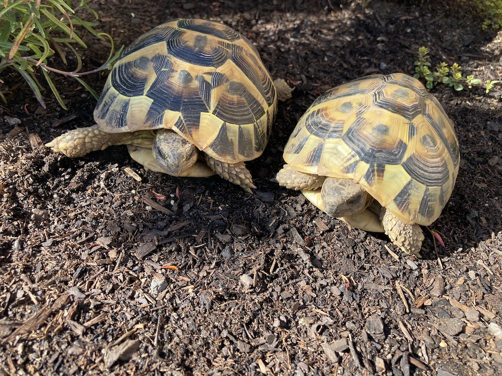 2 weibliche Landschildkröten abzugeben