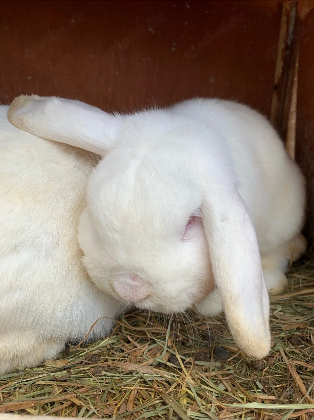 Dringed Widder abzugeben