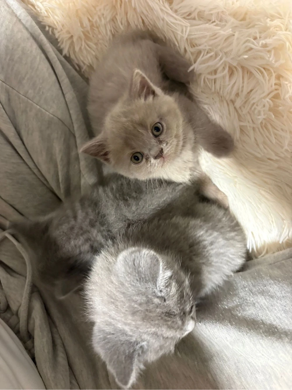 3 zuckersüße BKH Kitten 