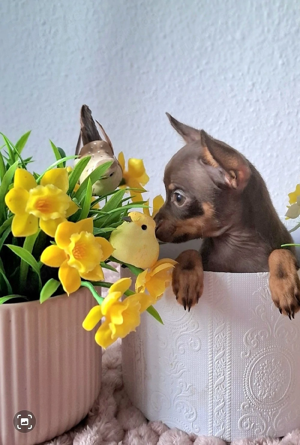 Mini Russkiy Toy Reinrassige Welpen 