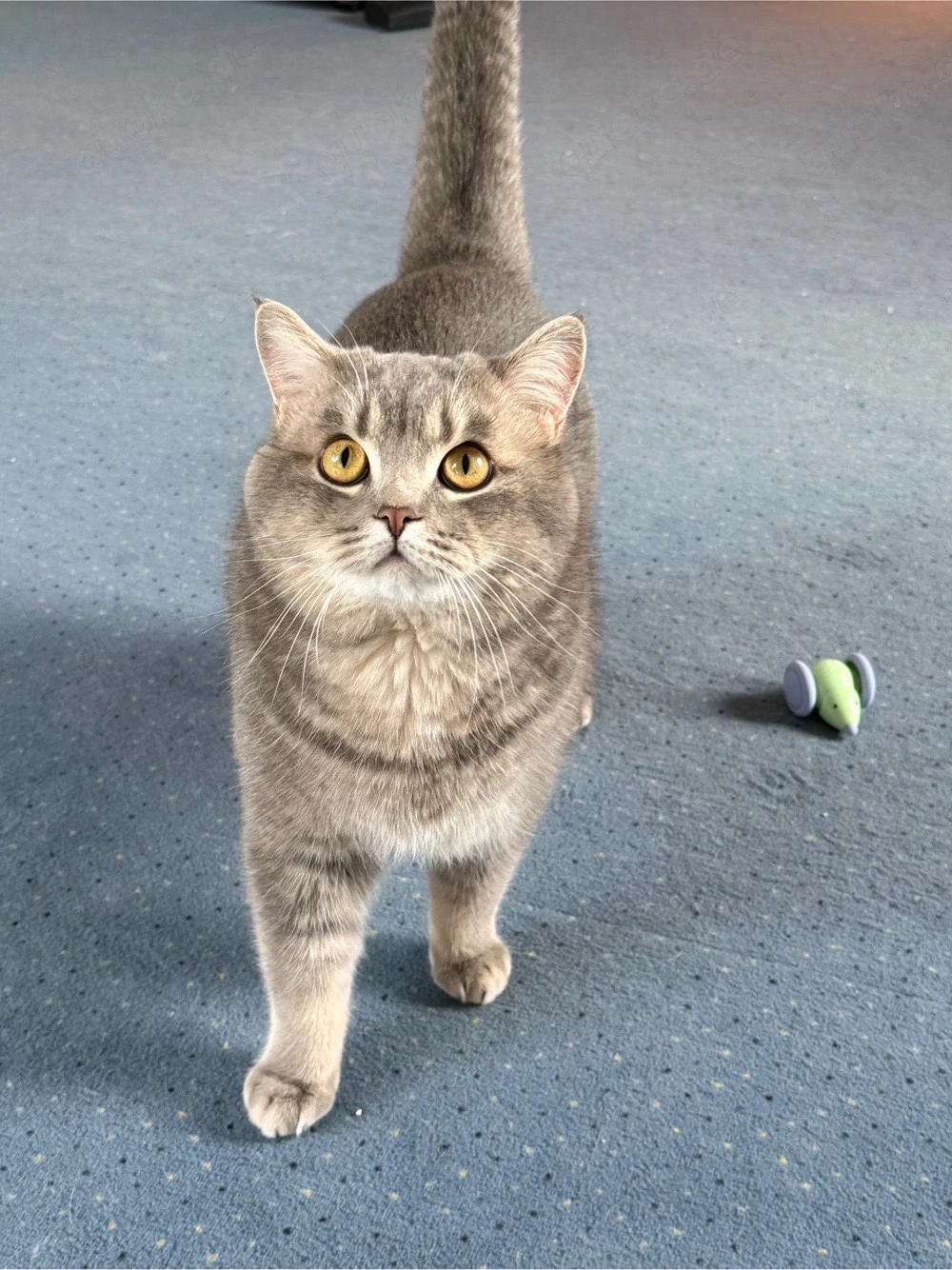 Deckkater Deniz sucht rollige Katzendame   