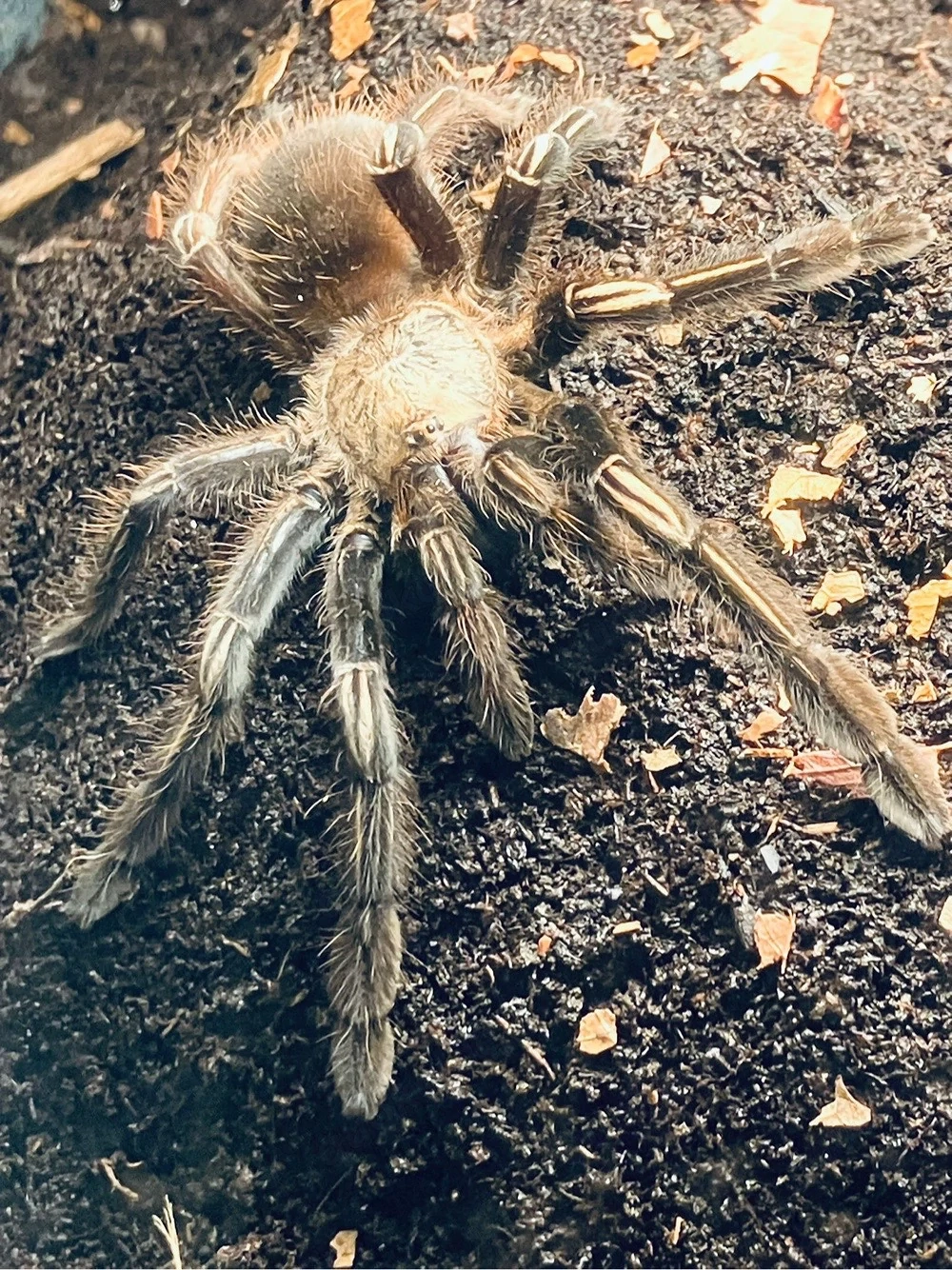 Ephebopus Murinus 0.1