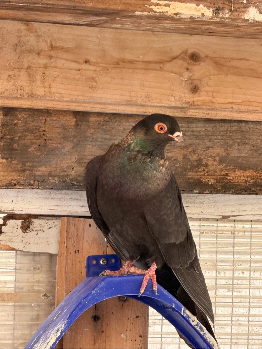 Taube Arabische und zigler hochflieger