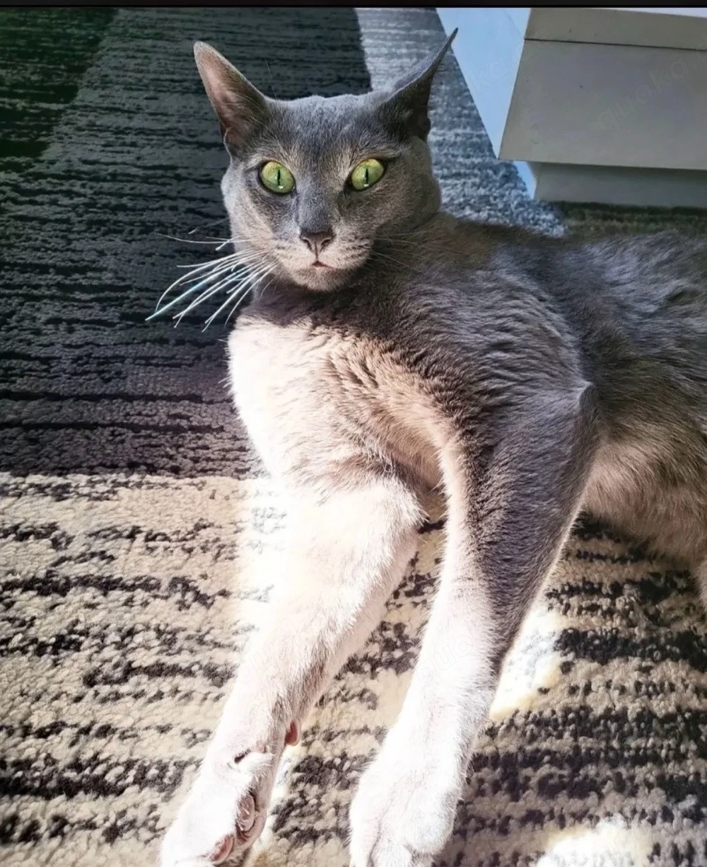 Deckkater russisch blau