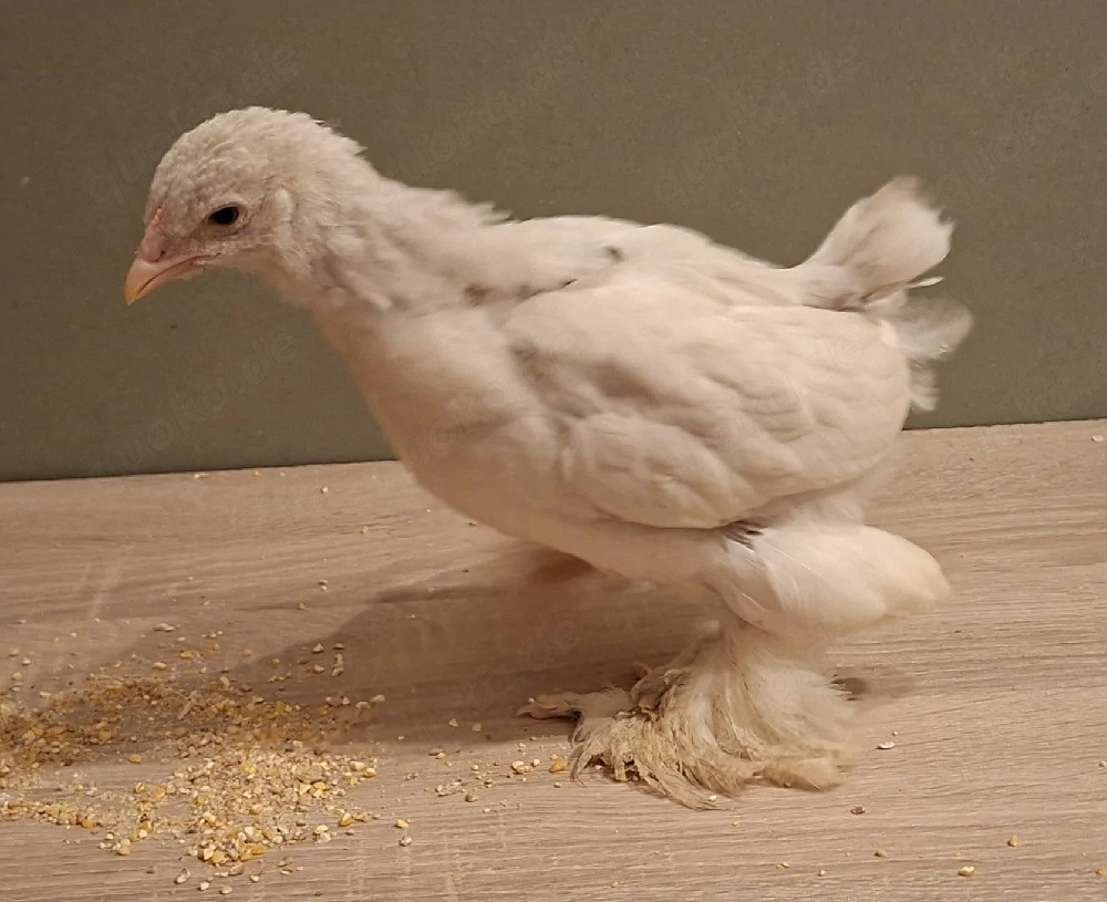 Brahma Küken 