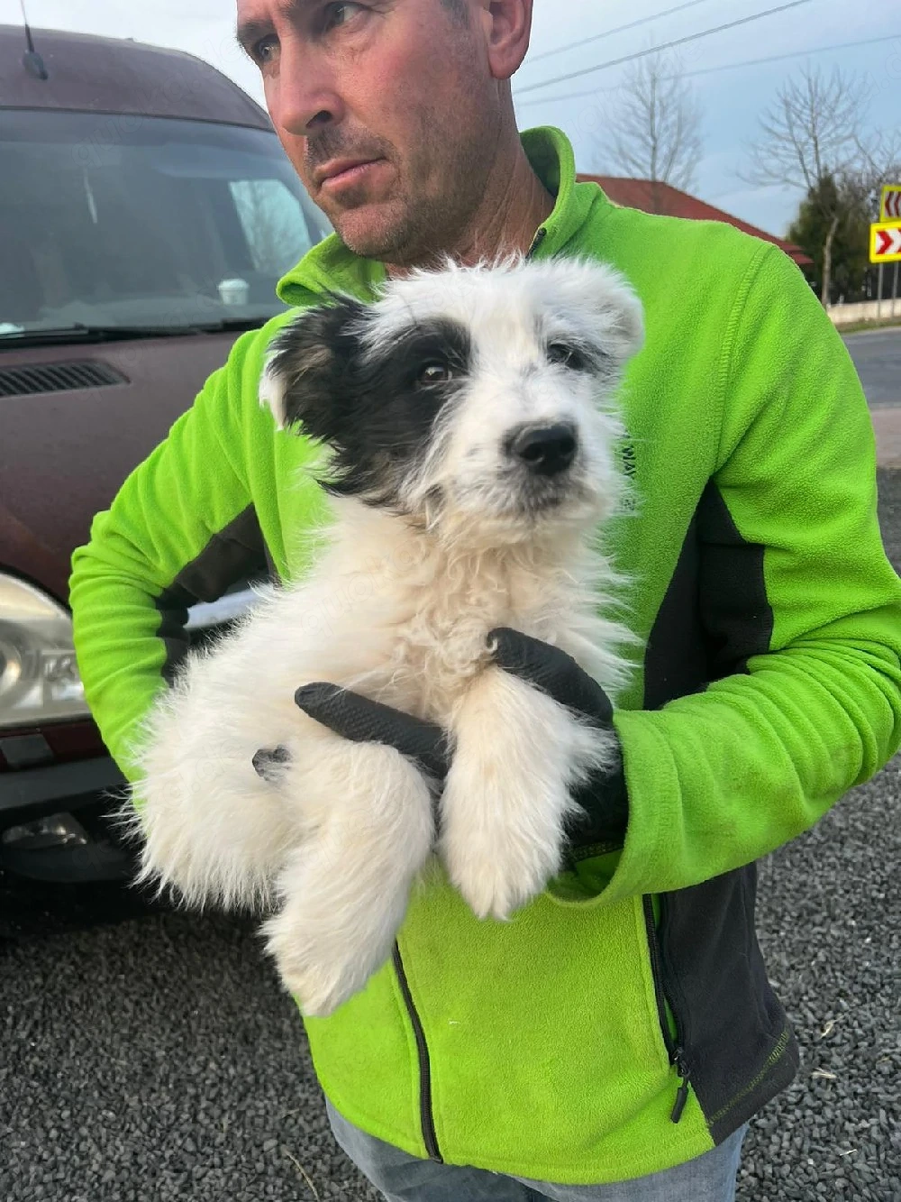 Teddy aus Rumänien sucht liebevolles Zuhause
