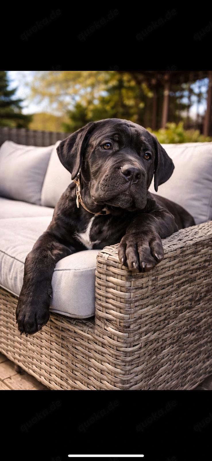 Exklusiver cane corso welpe   rüde | top qualität | premium klasse