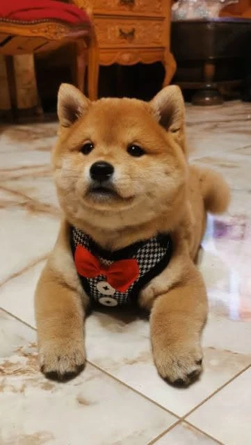 Shiba Inu Welpen 