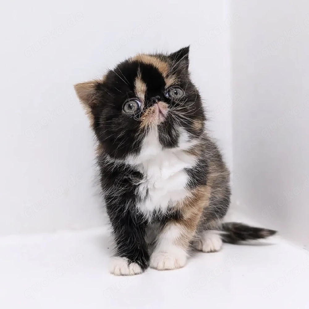 Exotic Shorthair-Kätzchen zu verkaufen