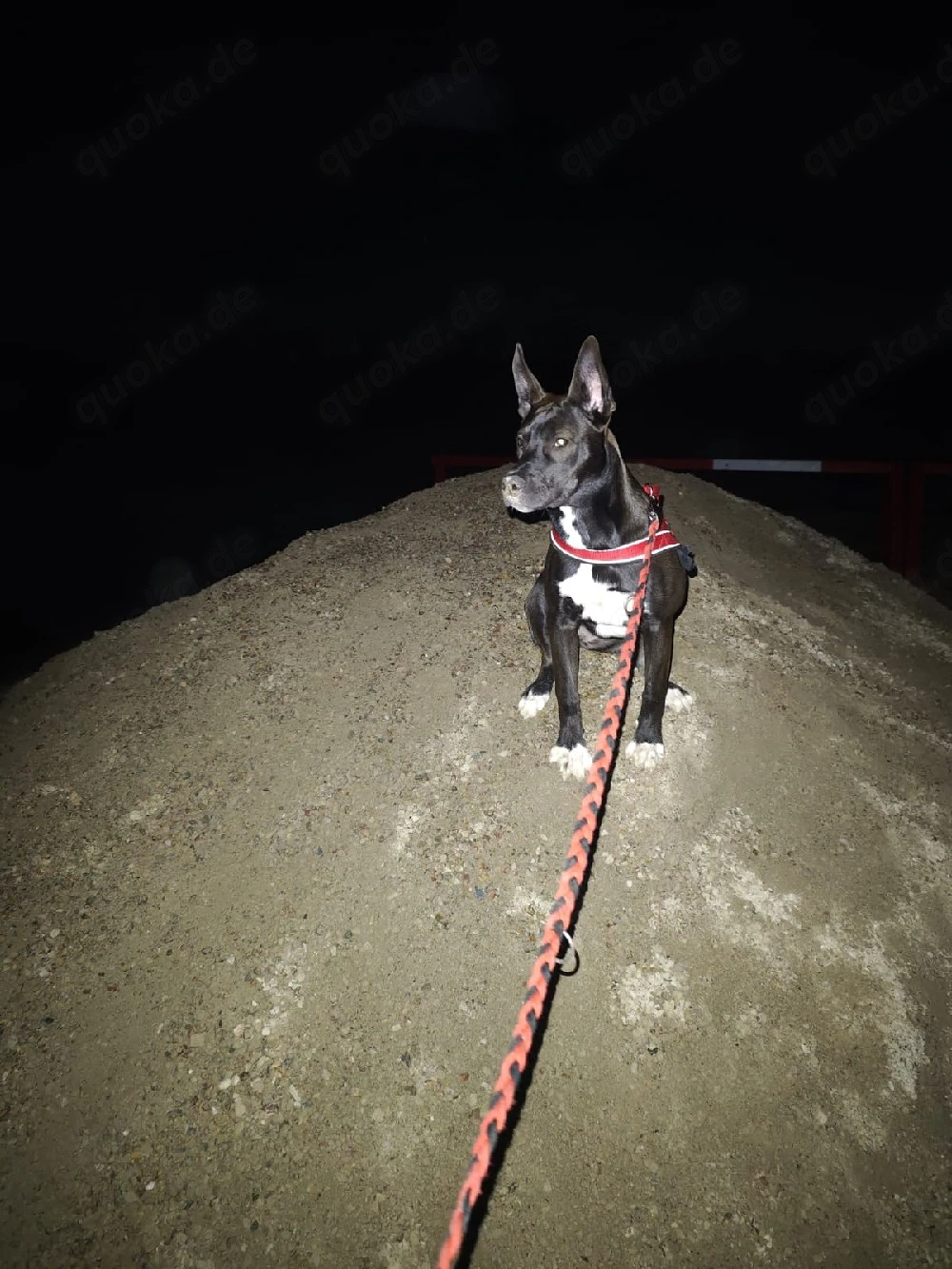 Sibirisches Husky Mix Mädchen 