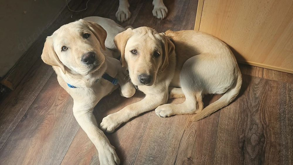 Reinrassiger Labrador Mädchen und Rüde - Welpe
