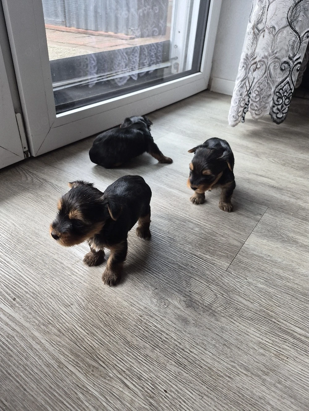 Verkaufe Süse Yorkshier Terrier