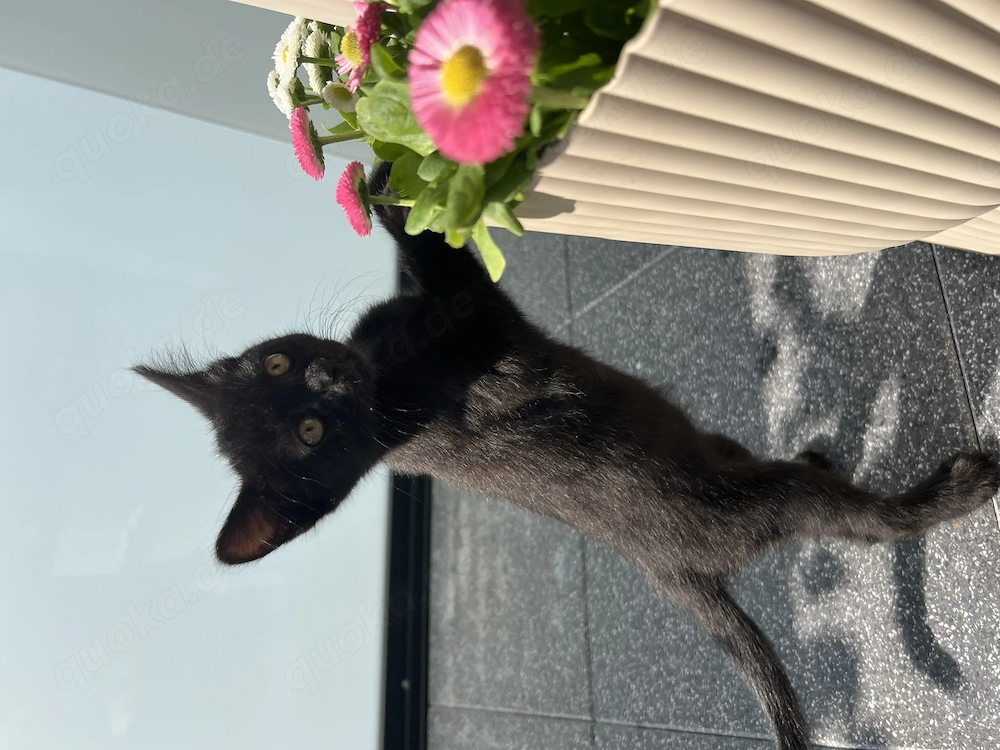 Bkh x Russisch blau x Siam Kitten 