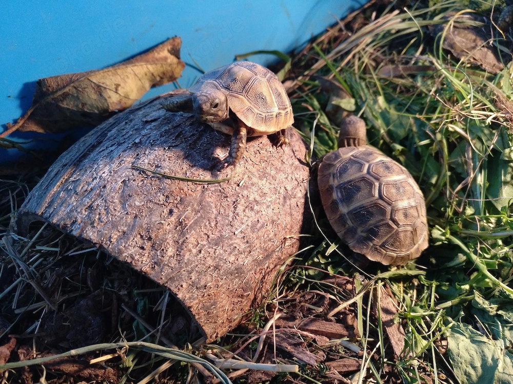 Griechische Landschildkröte Testudo hermanni hermanni (THH)