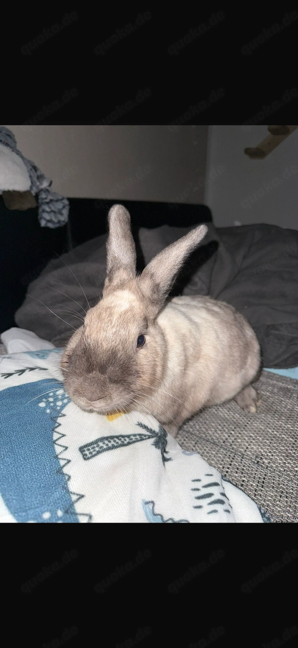 Kaninchen Pärchen sucht schönes zu Hause 