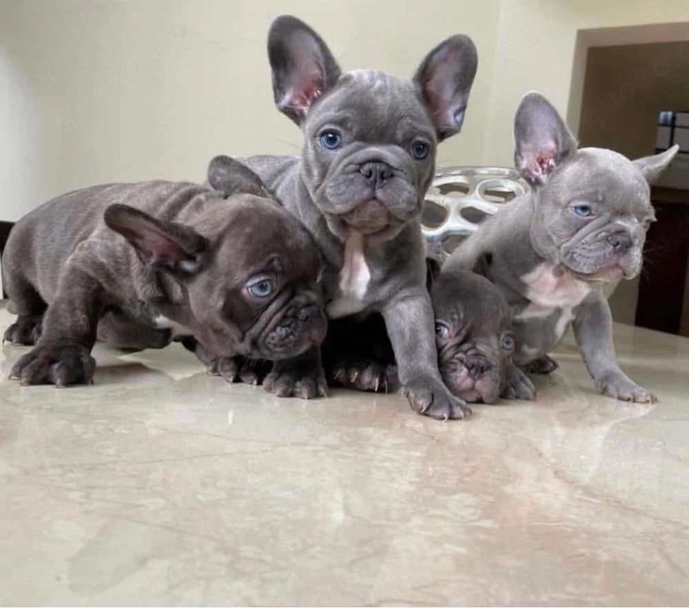 Französische Bulldogge Welpen
