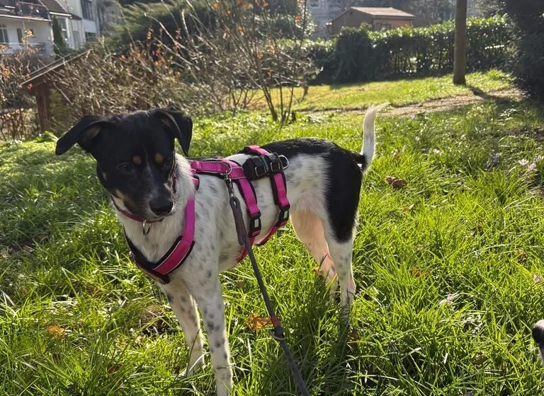 Wirbelwind Smilla sucht ihre Menschen