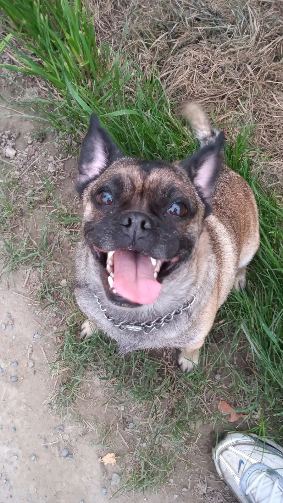 Frobs Mischlingshündin