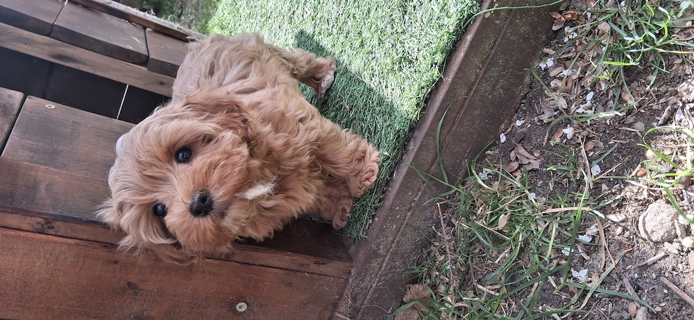 Havapoo Havaneser Toypudel 