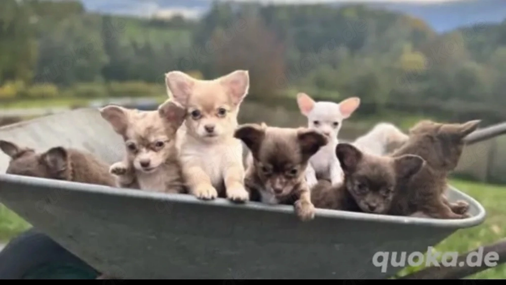 Chihuahua Welpen 