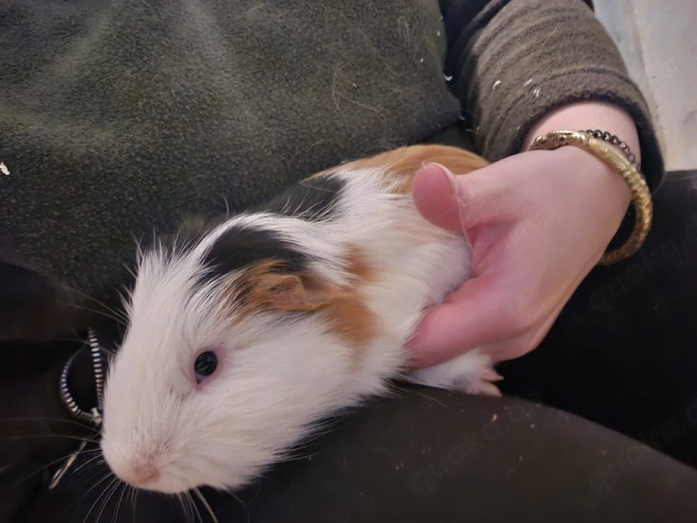 Meerschweinchen männlich 