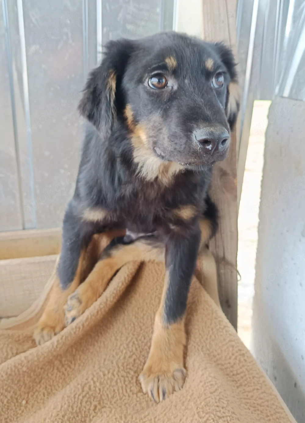 Heinrich Im Wachstum   Der einsame Hundejunge