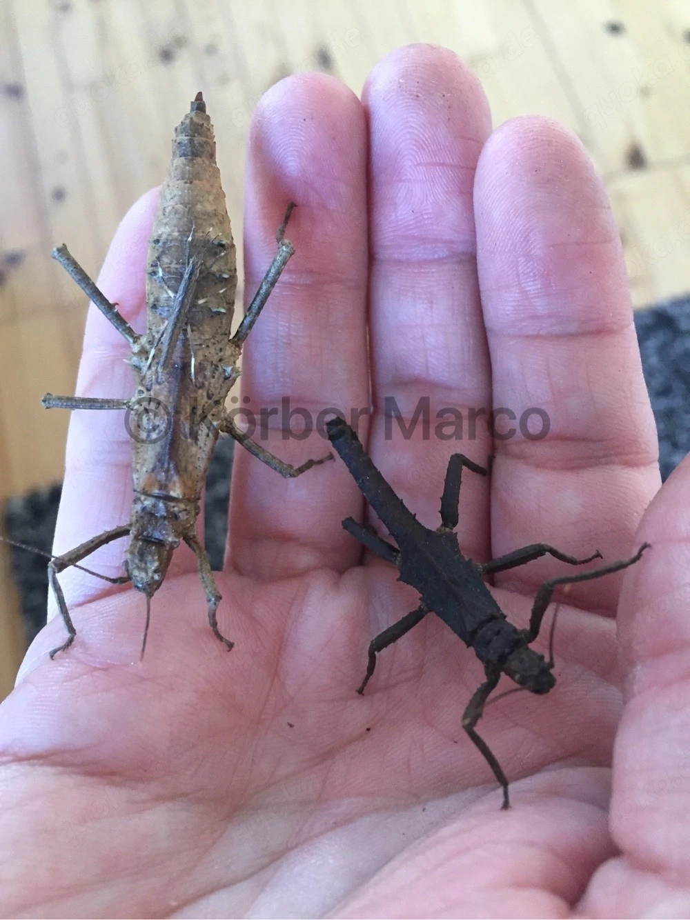 Nymphen der seltenen Zwerg Gespenstschrecken Art tisamenus serratorius