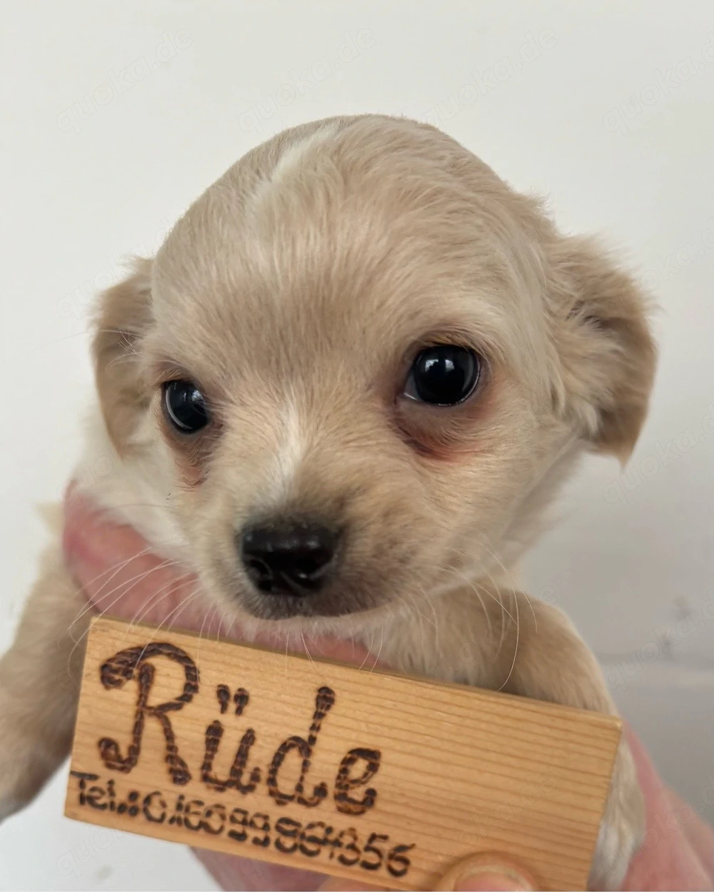 Chihuahua Welpen Langhaar ab sofort abzugeben