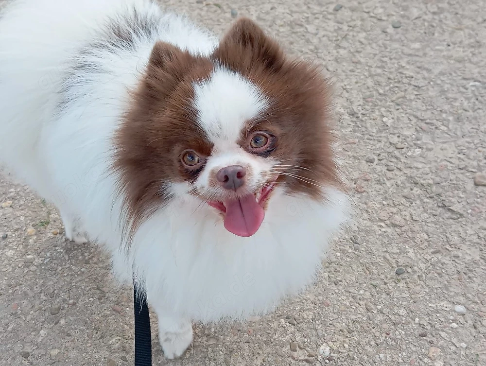 Wunderschöner Pomeranian Deckrüde in Weiß Schoko 