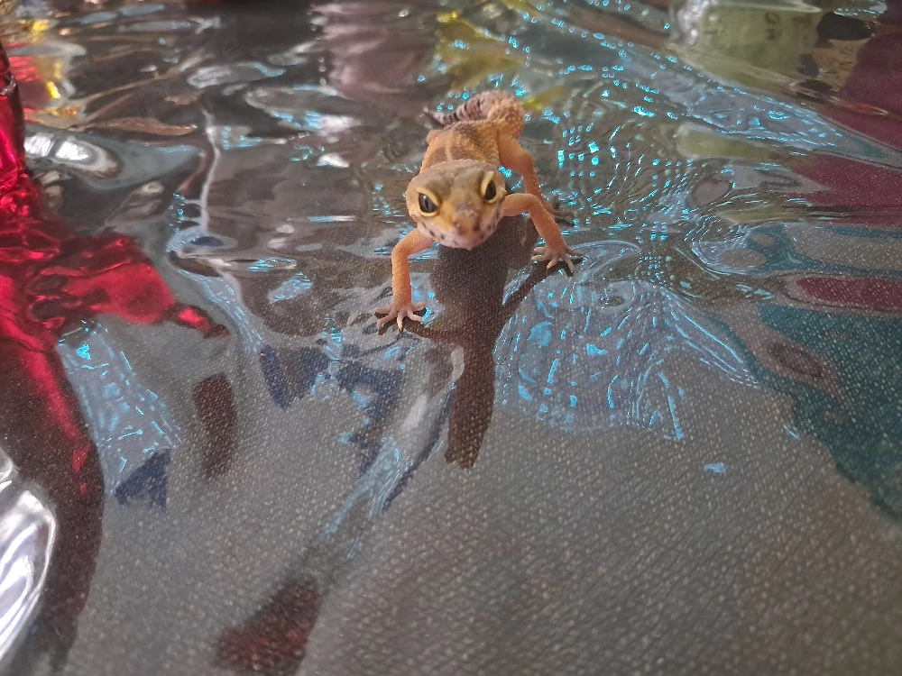 Leopardengecko 