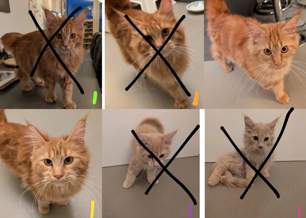 2 von 6 süße Maine Coon kitten suchen noch ein Zuhause. 