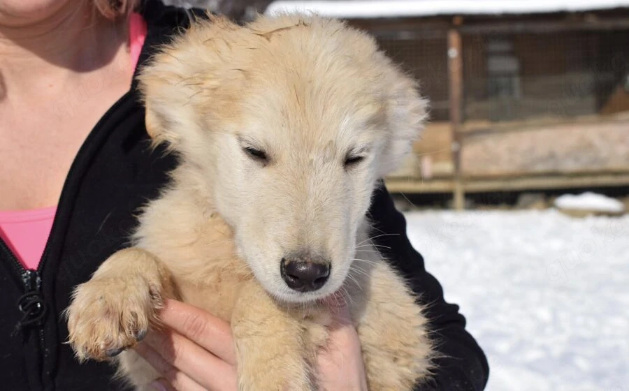 Wer verliebt sich in Zwackelmann?