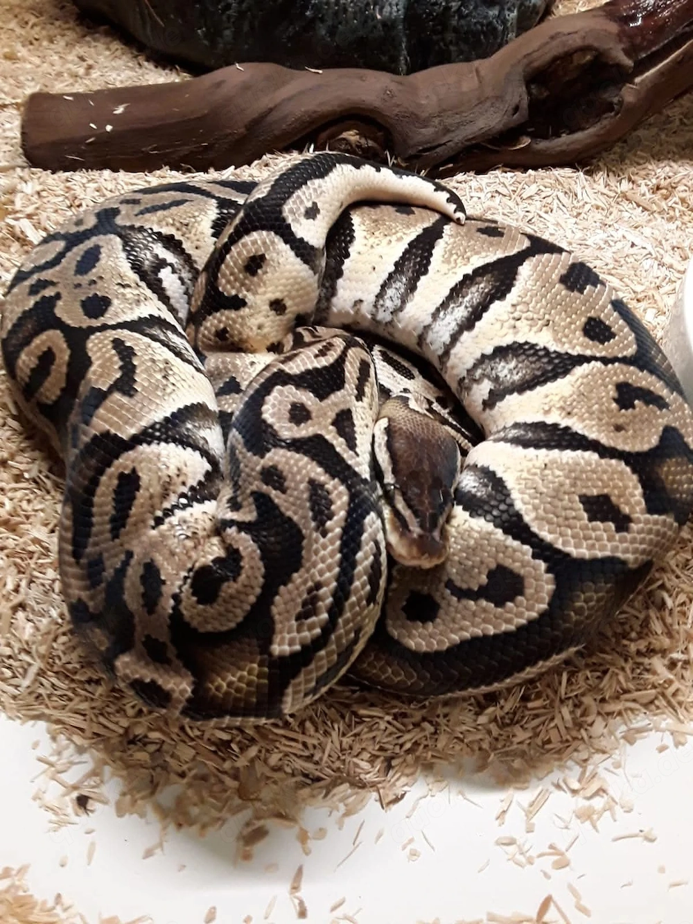 Regius 0.1 Pastel het Caramel albino 2018