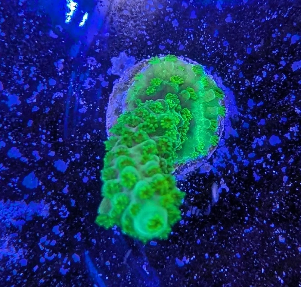 Korallen Acropora Enzmann Meerwasser Salzwasser 