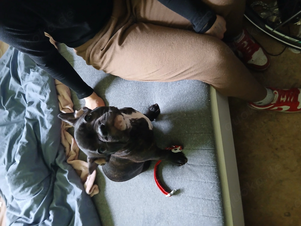 Französische Bulldoge 4 Monate 