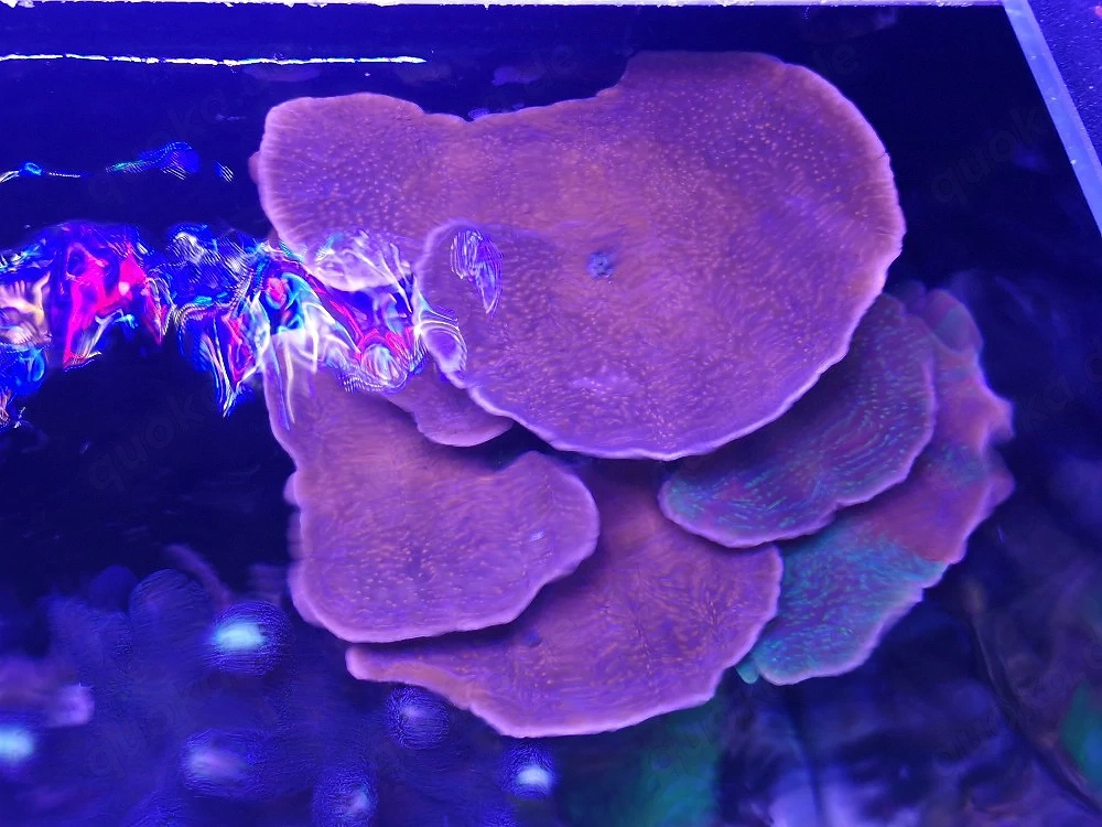 Montipora Crafted Meerwasser Ableger 