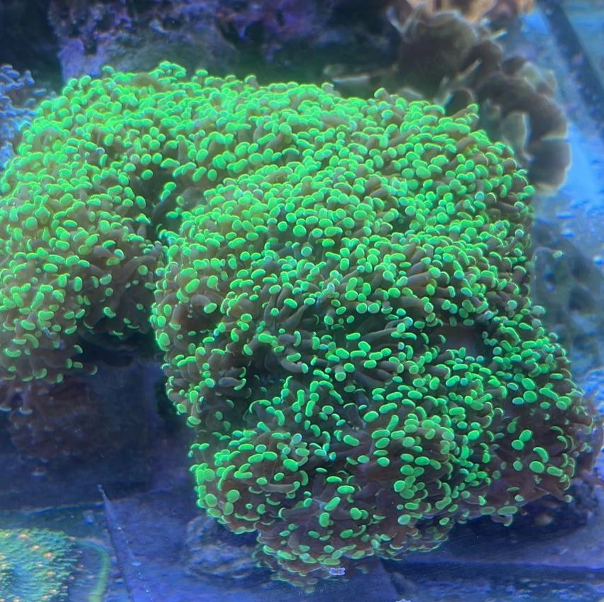 Korallen Euphyllia Green Hammer Meerwasser Salzwasser 
