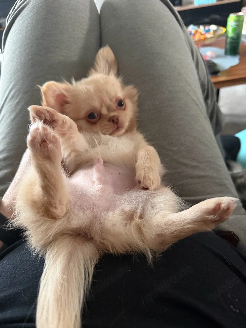 kleiner Chihuahuaprinz sucht Schloss