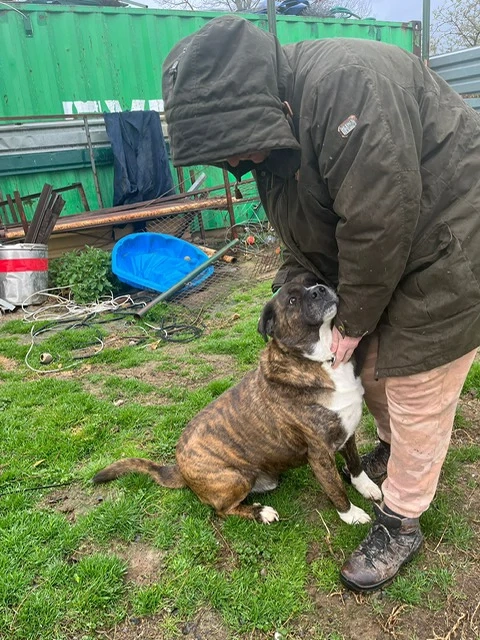 Bambo, z. Zt. in Ungarn, ist ein ganz sympathischer Hund