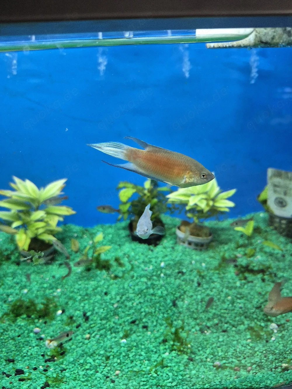Aquarium Fische 