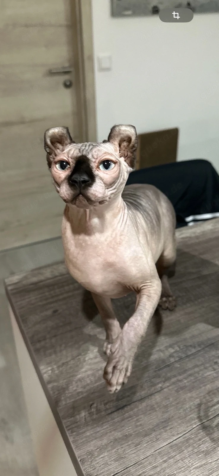 Elf-Sphynx Mädchen DRINGEND