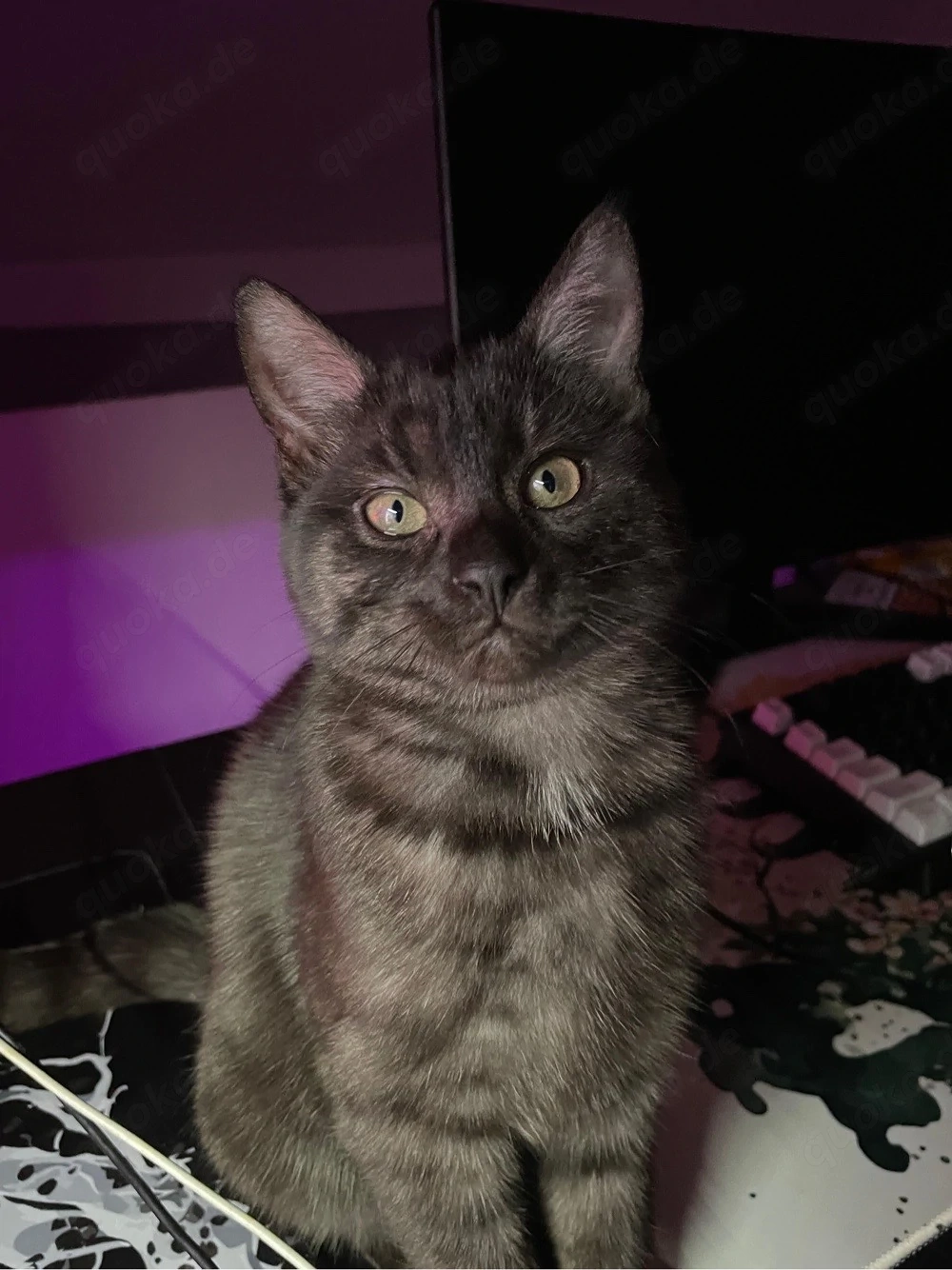 katze sucht liebe volles zuhause 