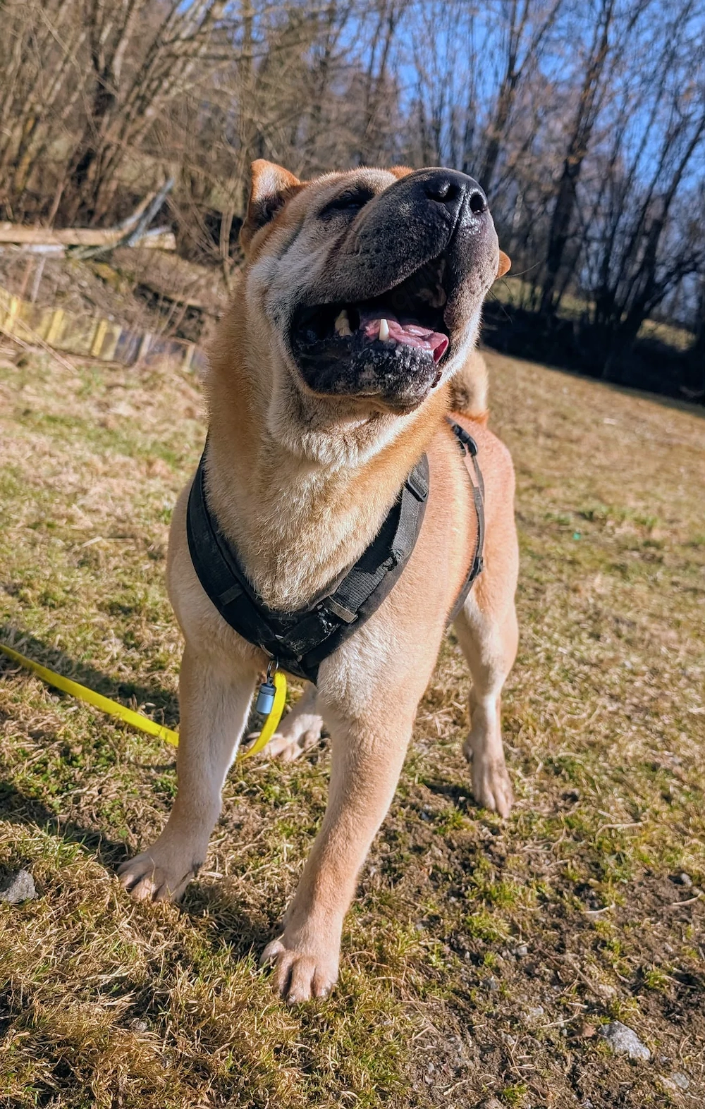 Otto sucht ganz dringend neue Bleibe 
