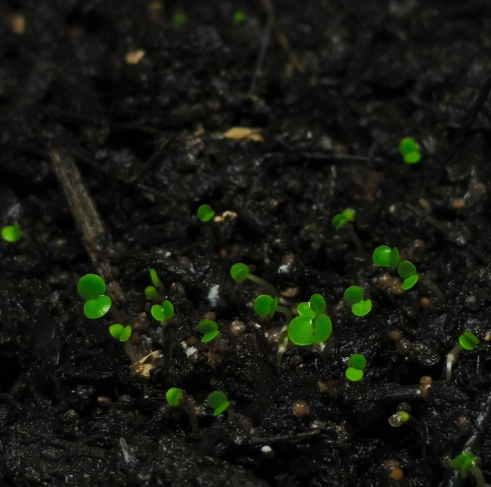Bodendecker-Samen für das Terrarium oder Aquarium 