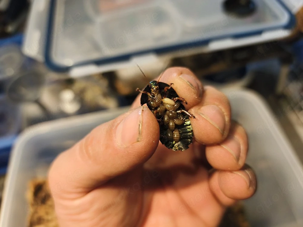 Pseudoglomeris magnifica, Smaragdschaben 