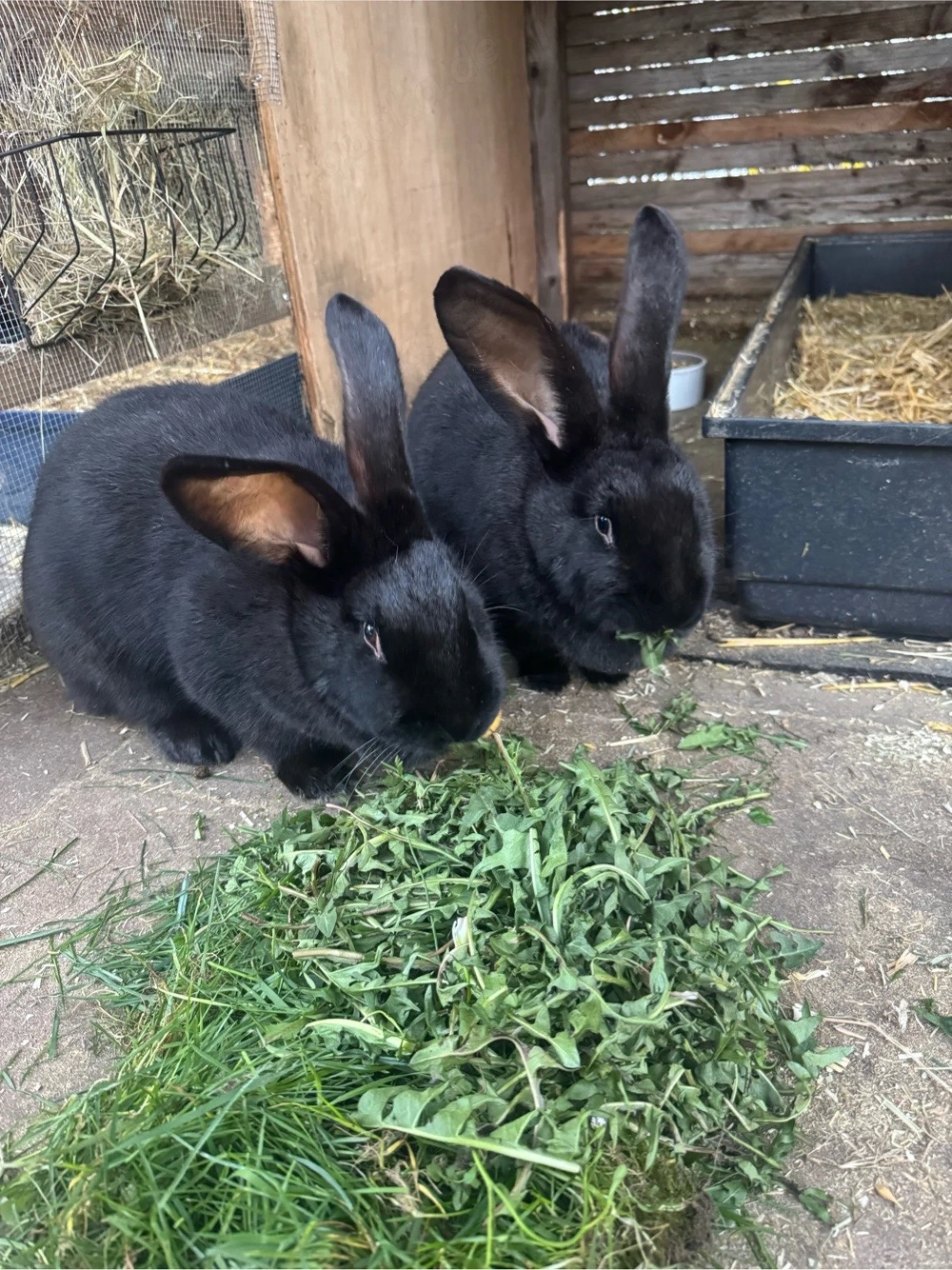 Deutsche Riesen Mixe 