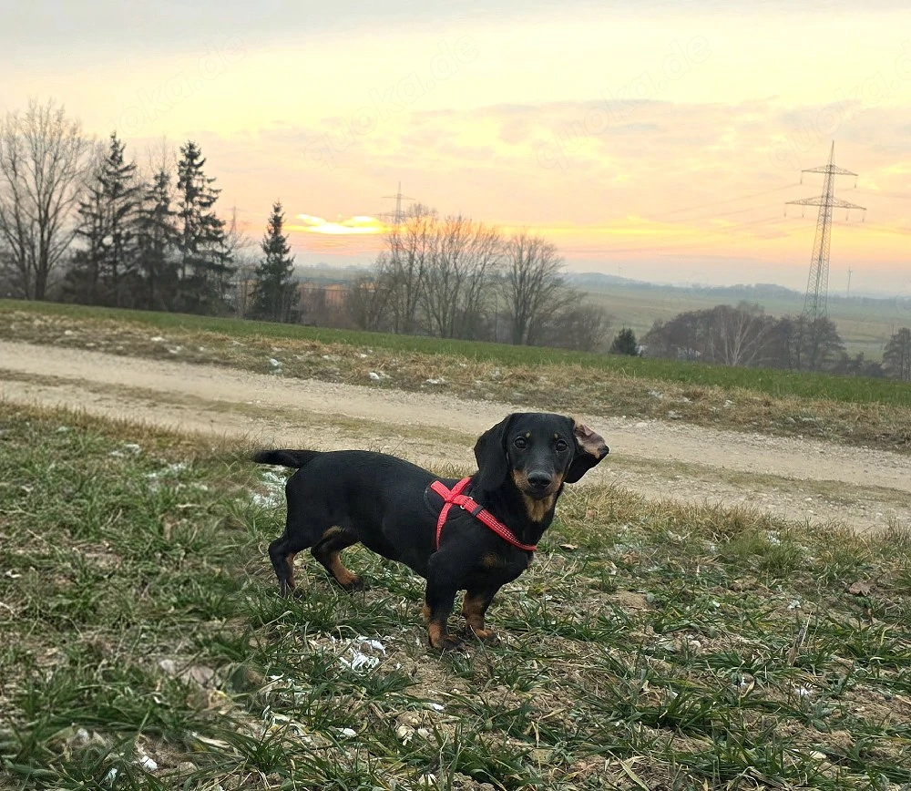 Zwergdackelmädchen sucht...