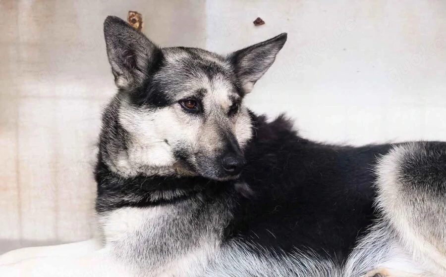 Dita sucht einfühlsame Menschen