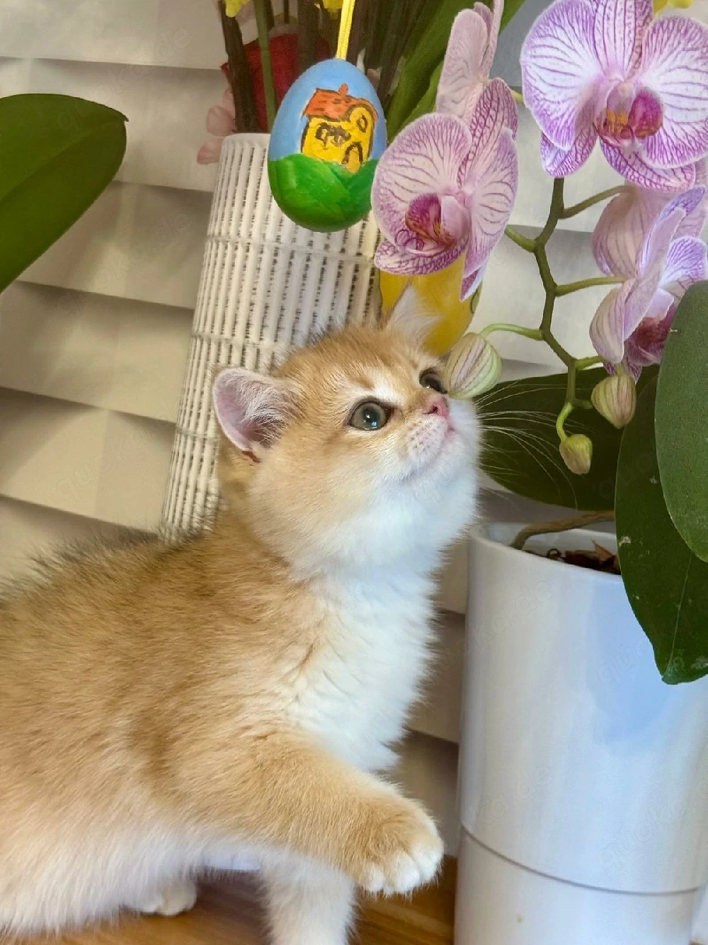 Reinrassige BKH Kitten mit Stammbaum    Abholbereit 